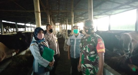 Babinsa Kunti Dampingi Penyerahan Bantuan Sapi (V24/AL)
