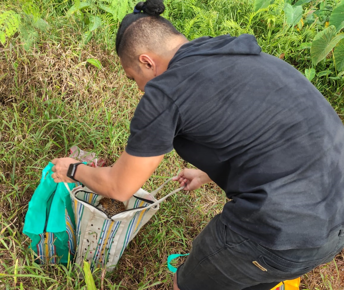 Kabur Saat Digrebek Polisi, Pelaku Judi Sabung Ayam Tinggalkan 7 Ekor Ayam, Minggu (13/02/2022), (V24/AL)