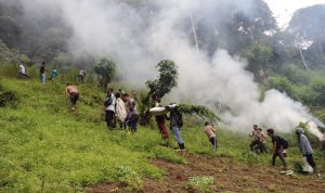 Polda Sumut Musnahkan Dua Hektar Ladang Ganja di Pegunungan Tor Mangompang, Minggu (20/02/2022), (V24/AL)
