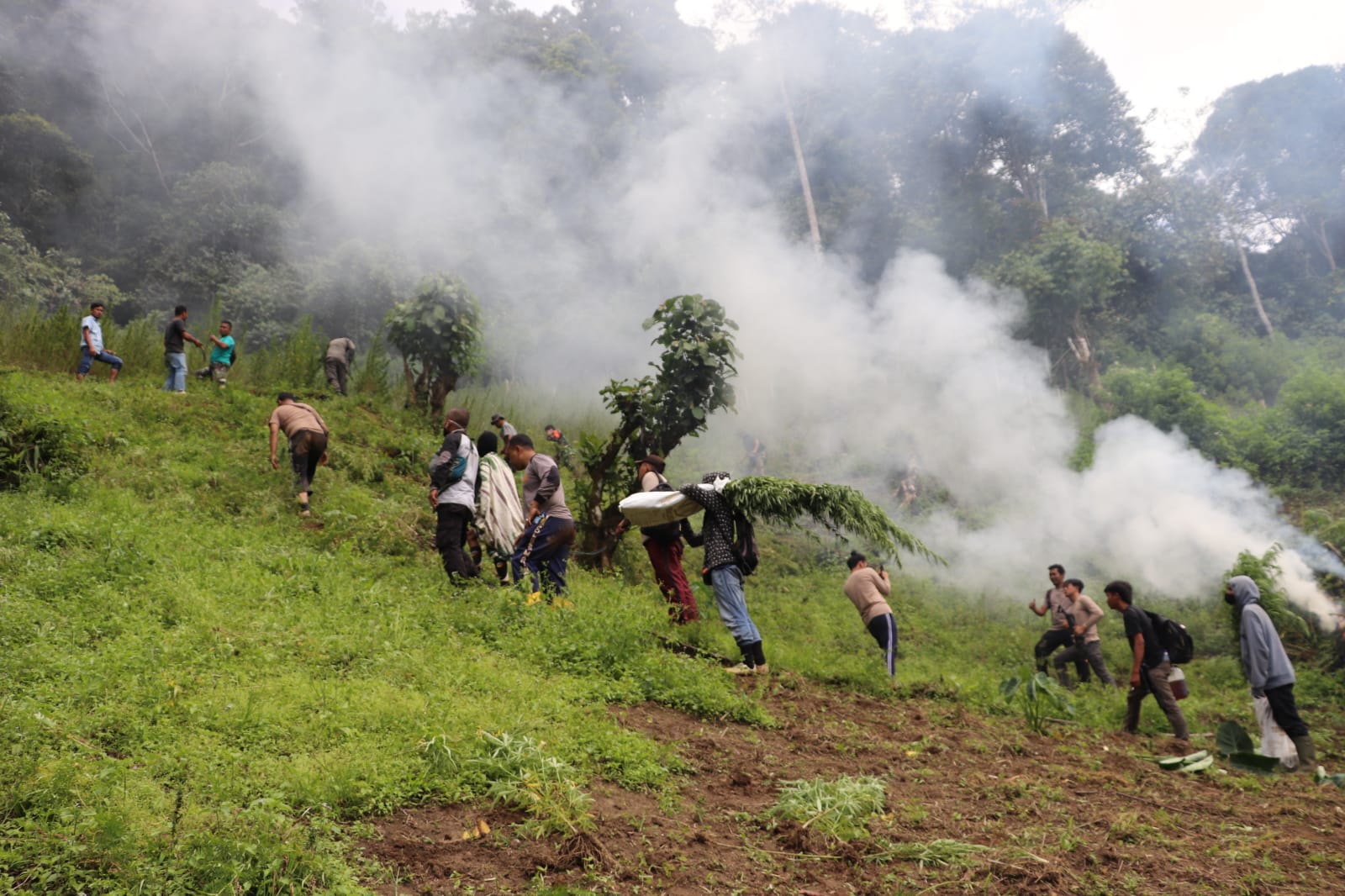 Polda Sumut Musnahkan Dua Hektar Ladang Ganja di Pegunungan Tor Mangompang, Minggu (20/02/2022), (V24/AL)