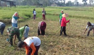 Motivasi Petani Mojosongo Babinsa Bantu Tanam Jagung, Rabu (23/02/2022), (V24/Rudi)