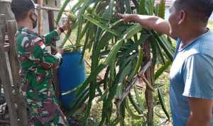 Satgas Pamtas Yonif Mekanis 643/WNS Lakukan Pendampingan Petani Buah Naga Di Perbatasan, Senin (28/02/22), (V24/AL)