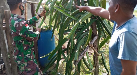 Satgas Pamtas Yonif Mekanis 643/WNS Lakukan Pendampingan Petani Buah Naga Di Perbatasan, Senin (28/02/22), (V24/AL)