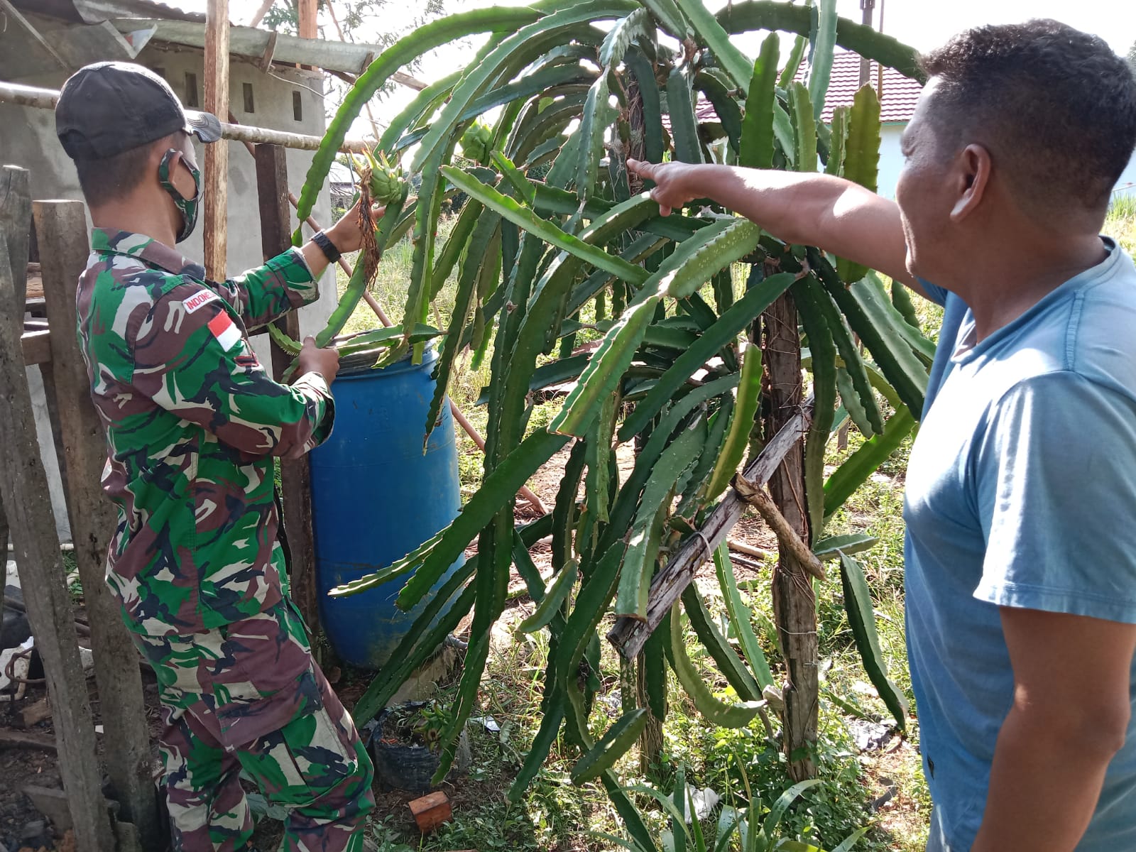 Satgas Pamtas Yonif Mekanis 643/WNS Lakukan Pendampingan Petani Buah Naga Di Perbatasan, Senin (28/02/22), (V24/AL)