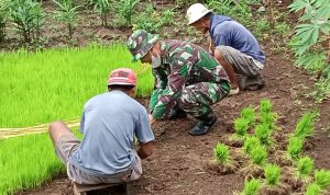 Babinsa Membantu Petani di Kebun Padi, Sabtu (12/03/2022), (V24/Rudi)