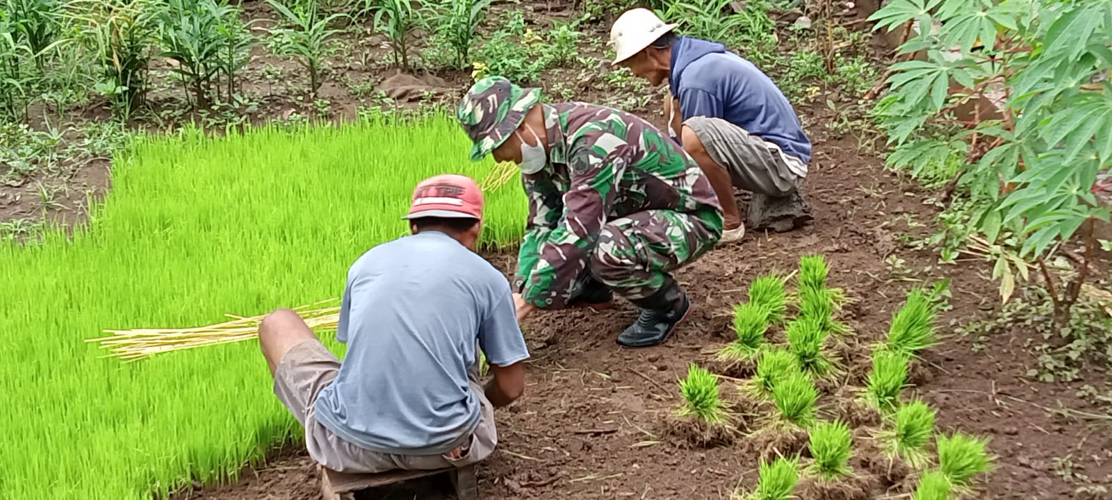 Babinsa Membantu Petani di Kebun Padi, Sabtu (12/03/2022), (V24/Rudi)