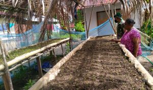Petani Seledri Sedang Berkerja, Minggu (13/03/2022), (V24/AL)