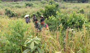 Petani dan TNI Memanen Padi, Minggu (13/03/2022), (V24/AL)