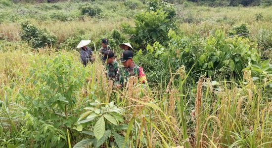 Petani dan TNI Memanen Padi, Minggu (13/03/2022), (V24/AL)