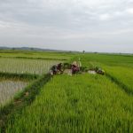 Kebun Padi Tidak Ada di KBBI, Oleh sebab Itu Kebun Padi Di sebut Sawah, Senin (21/03/2022), (V24/AL)