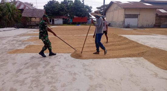 Babinsa Membantu Petani Dengan Gigih dan Perkasa, Rabu (23/03/2022), (V24/AL)