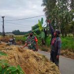 Babinsa Berdiri Bersama Petani di Dekat Tumpukan Padi, Minggu (27/03/2022), (V24/AL)