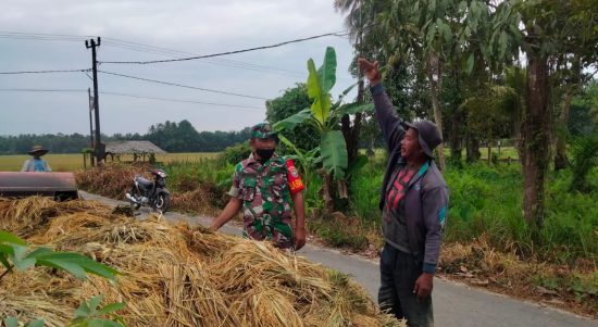 Babinsa Berdiri Bersama Petani di Dekat Tumpukan Padi, Minggu (27/03/2022), (V24/AL)
