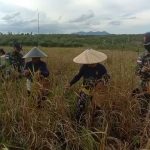 Satgas Membantu Petani Memanen Padi, Sabtu (02/04/2022), (V24/AL)