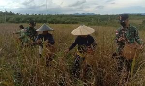 Satgas Membantu Petani Memanen Padi, Sabtu (02/04/2022), (V24/AL)