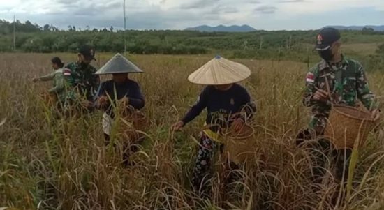 Satgas Membantu Petani Memanen Padi, Sabtu (02/04/2022), (V24/AL)