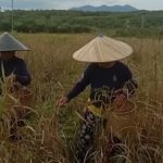 Babinsa Membantu Petani Memanen Padi, Sabtu (02/04/2022), (V24/AL) Babinsa Membantu Petani Memanen Padi, Sabtu (02/04/2022), (V24/AL)