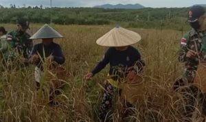 Babinsa Membantu Petani Memanen Padi, Sabtu (02/04/2022), (V24/AL)