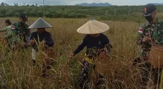 Babinsa Membantu Petani Memanen Padi, Sabtu (02/04/2022), (V24/AL)