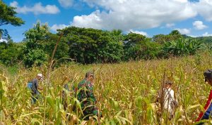 Jagung Dipanen di Ladang yang Luas dan Asri, Senin (04/04/2022), (V24/AL) Jagung Dipanen di Ladang yang Luas dan Asri, Senin (04/04/2022), (V24/AL)