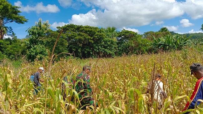 Jagung Dipanen di Ladang yang Luas dan Asri, Senin (04/04/2022), (V24/AL)
