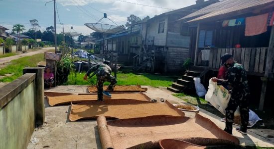 Padi Darat yang telah Dipanen Dijemur di Darat, Senin (04/04/2022), (V24/AL)