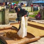 Selain Bermanfaat Untuk Manusia, Berjemur Dapat Mempermudah Proses Pengeringan Padi, Senin (04/04/2022), (V24/AL)