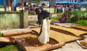 Selain Bermanfaat Untuk Manusia, Berjemur Dapat Mempermudah Proses Pengeringan Padi, Senin (04/04/2022), (V24/AL)