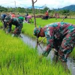 Padi Dipanen di Sawah Pak Abet, Rabu (06/04/2022), (V24/AL)