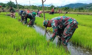 Padi Dipanen di Sawah Pak Abet, Rabu (06/04/2022), (V24/AL)