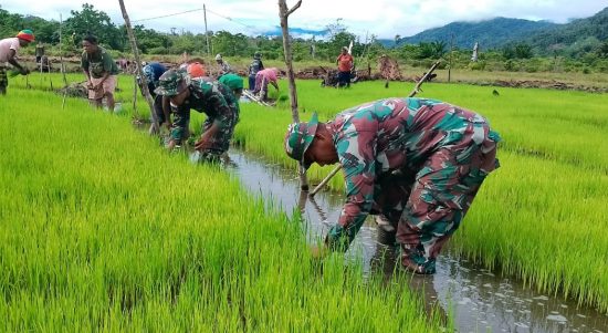 Padi Dipanen di Sawah Pak Abet, Rabu (06/04/2022), (V24/AL)