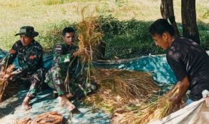 Memanen Padi Memang Membantu Petani, Rabu (06/04/2022), (Foto: V24/AL)