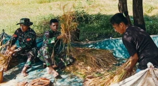 Memanen Padi Memang Membantu Petani, Rabu (06/04/2022), (Foto: V24/AL)