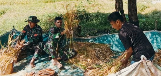 Memanen Padi Memang Membantu Petani, Rabu (06/04/2022), (Foto: V24/AL)