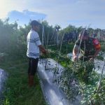 Cabai Memang Pedas Sekali Bagi yang Tidak Biasa, Minggu (10/04/2022), (Foto: V24/AL)