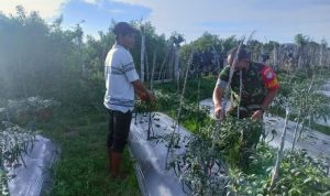 Cabai Memang Pedas Sekali Bagi yang Tidak Biasa, Minggu (10/04/2022), (Foto: V24/AL) Cabai Memang Pedas Sekali Bagi yang Tidak Biasa, Minggu (10/04/2022), (Foto: V24/AL)
