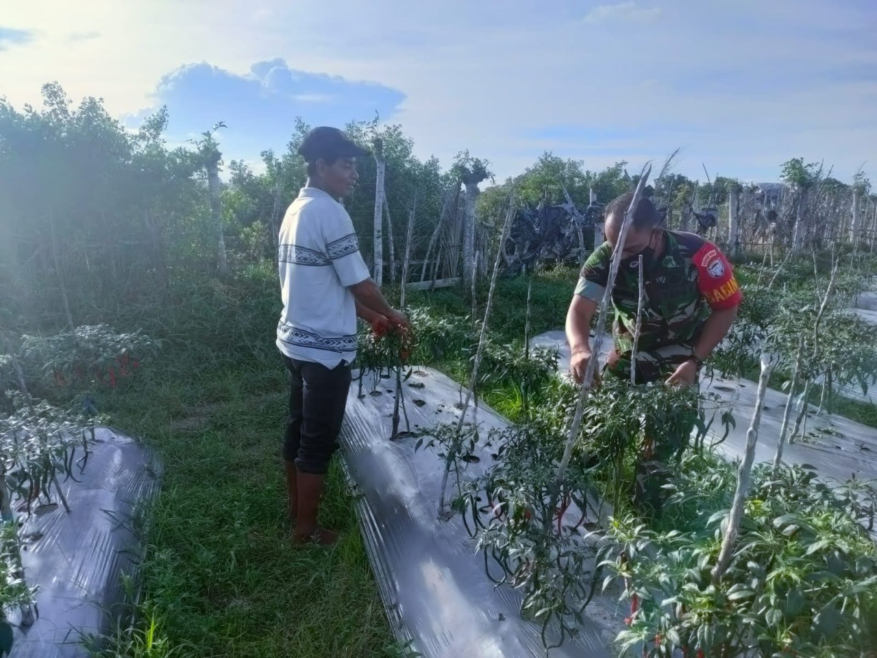 Cabai Memang Pedas Sekali Bagi yang Tidak Biasa, Minggu (10/04/2022), (Foto: V24/AL)