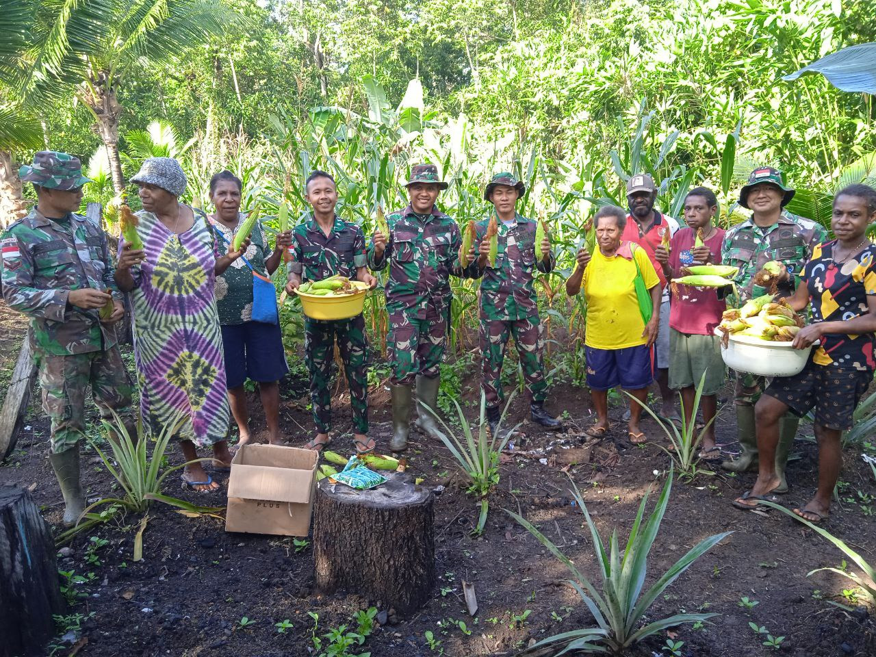 Masyarakat Perbatasan Gemar Memanen Jagung Bersama TNI, Minggu (17/04/2022), (Foto: V24/AL)