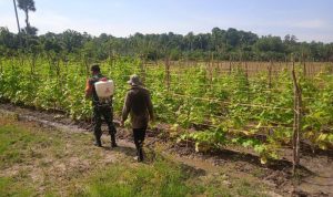 Kebun Mentimun Milik Muslim (53) yang Berlokasi di Desa Seuneubok Simpang, Rabu (20/04/2022), (Foto: V24/AL)