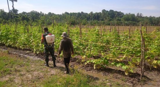 Kebun Mentimun Milik Muslim (53) yang Berlokasi di Desa Seuneubok Simpang, Rabu (20/04/2022), (Foto: V24/AL)
