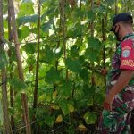 Lahan Seluas 2 Rante Dijadikan Lokasi Tanaman Timun, Senin (24/04/2022), (Foto: V24/AL)