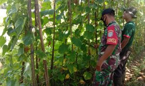 Lahan Seluas 2 Rante Dijadikan Lokasi Tanaman Timun, Senin (24/04/2022), (Foto: V24/AL)