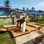 Padi Merupakan Bahan Pangan Penghasil Beras, Rabu (27/04/2022), (Foto: V24/AL)