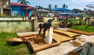 Padi Merupakan Bahan Pangan Penghasil Beras, Rabu (27/04/2022), (Foto: V24/AL)
