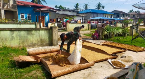Padi Merupakan Bahan Pangan Penghasil Beras, Rabu (27/04/2022), (Foto: V24/AL)