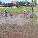 Babinsa Koramil 15/Plkb Membantu Petani untuk Menanam Padi dalam Semangat Bulan Puasa