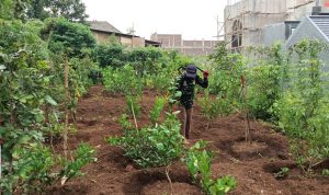 Perawatan Pohon Produktif dengan Menggunakan BIOS 44 di Sub 15 Citarum Harum, Rabu (04/05/2022), (Foto: V24/AL)