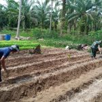 salah satu petani mengawali kegiatannnya dengan melakukan pemupukan benih bayam, Minggu (08/05/2022), (Foto: V24/AL)