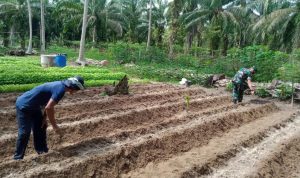 salah satu petani mengawali kegiatannnya dengan melakukan pemupukan benih bayam, Minggu (08/05/2022), (Foto: V24/AL)