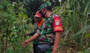 Kegiatan Pendampingan dengan Membantu Petani Merawat Tanaman Kacang Panjang, Jumat (13/05/2022), (Foto: V24/AL)